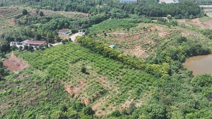 衡阳县 荒山种下'摇钱树'，万亩金槐结'金米'