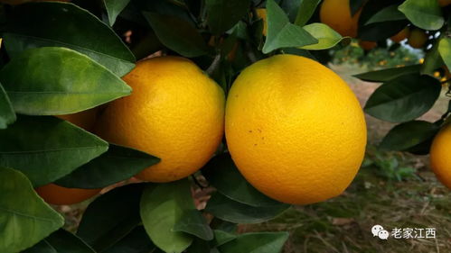 赣南脐橙 江西大地的金色骄傲