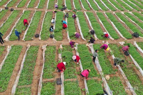 瞰县域丨甘肃成县 小品种逆袭，编织强县域大网