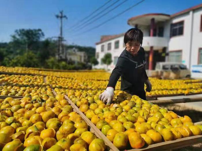 浦北县 “三链融合”激活亿元产业发展新动能