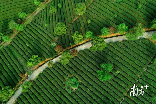 英德红茶 从地理标志到品牌声誉百强的进阶之路