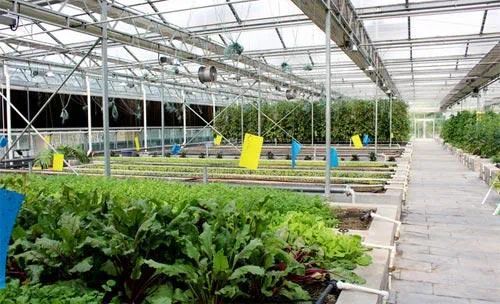 从田间到餐桌的增值之路 李季教授谈初级农产品在一二三产融合中的核心角色