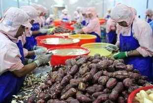 2017年，错过这些初级农产品好项目，农民朋友们或将后悔