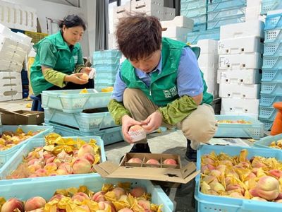 搭乘即时零售快车，南汇水蜜桃告别‘树下熟’迈向新篇章